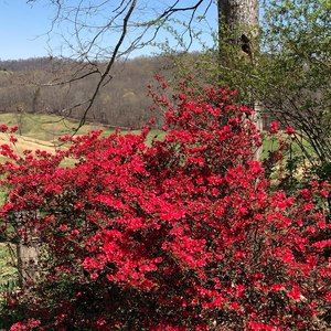 Meet your Posher, Rose